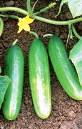 cukes.jpg
