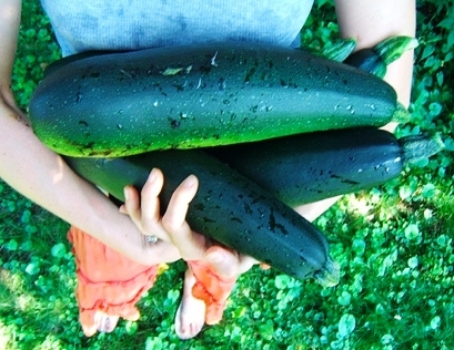 giant-zucchini.jpg
