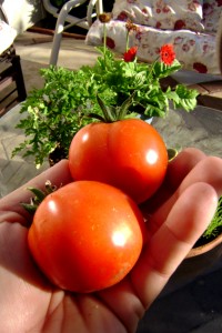 tomato-day-7-15-083