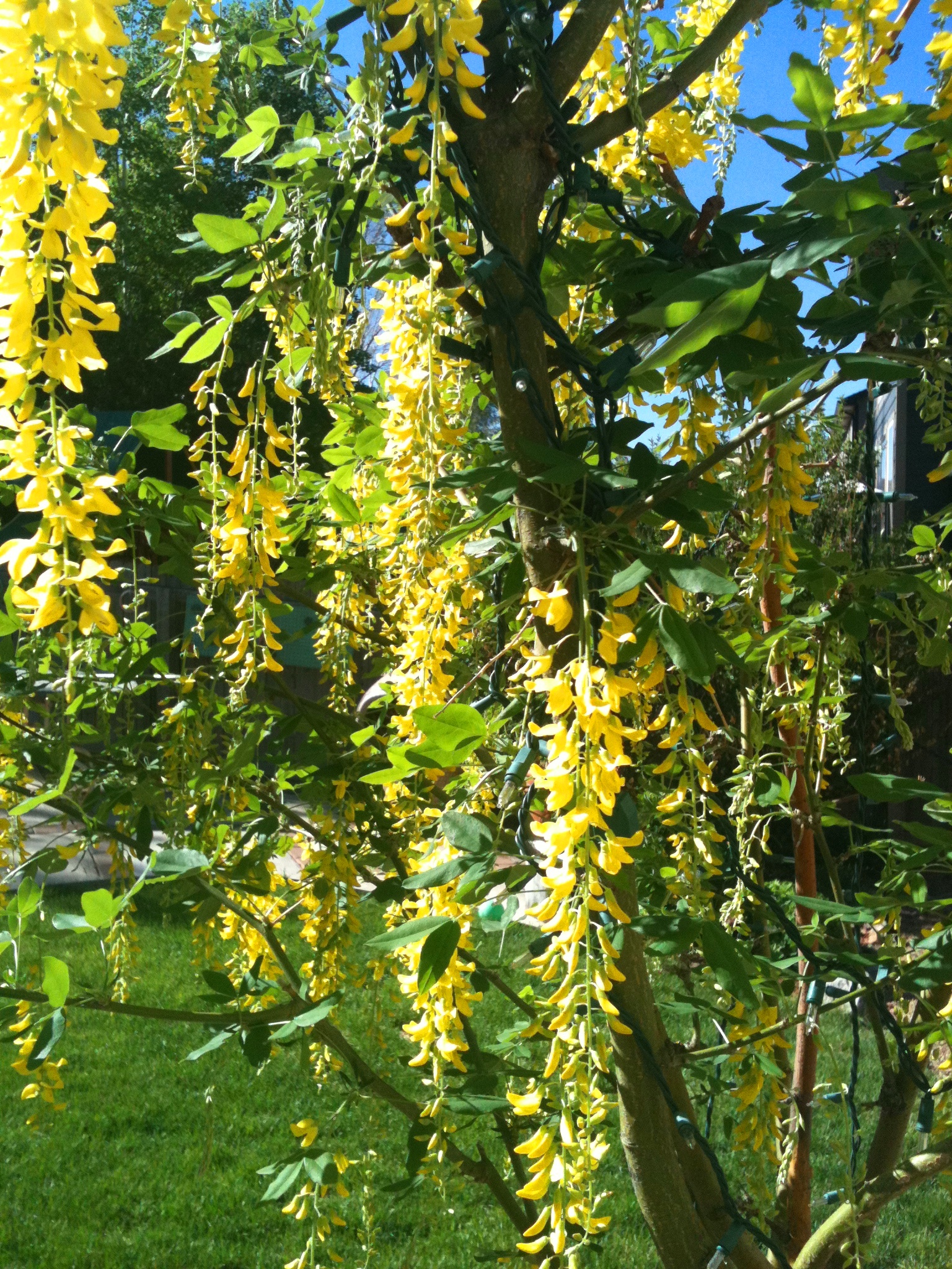 Golden RainTree in Colorado May2012 Jeanie Rhoades // Thought Collage