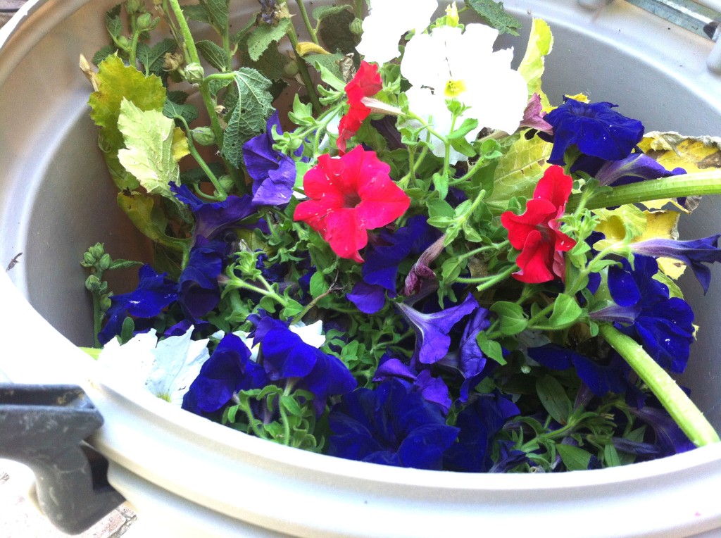 petunias in the trash can