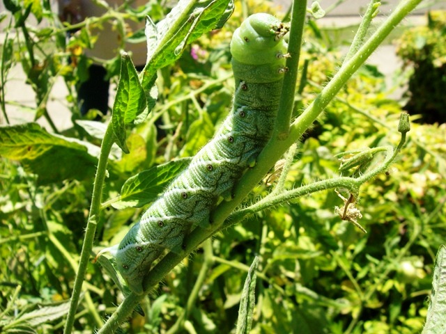 horn worm on tomato