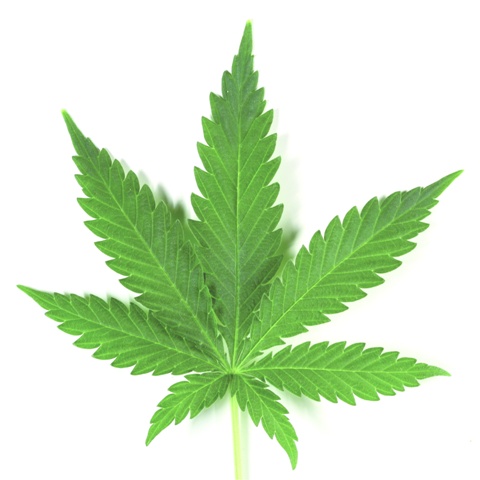 marijuana leaf detail