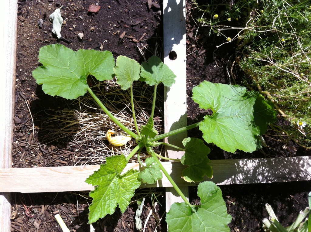 zucchini uprooted