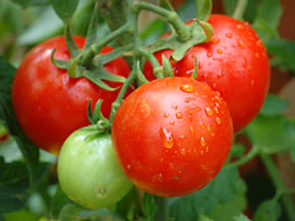 cherry tomatoes after rain