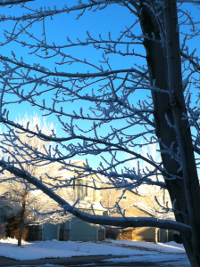ice crystals on branches