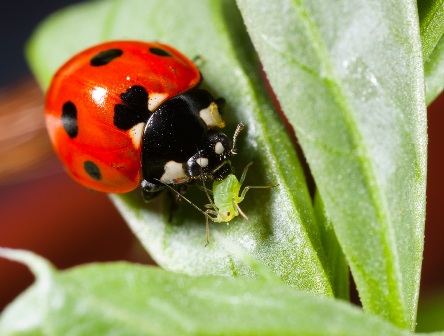 ladybug eats aphid oh yes!