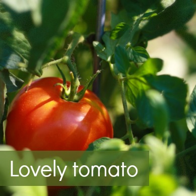 lovely tomato