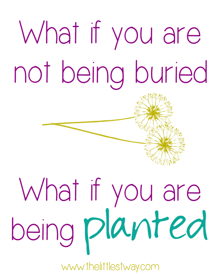 being planted